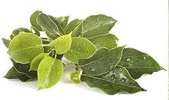 Alcanfor
